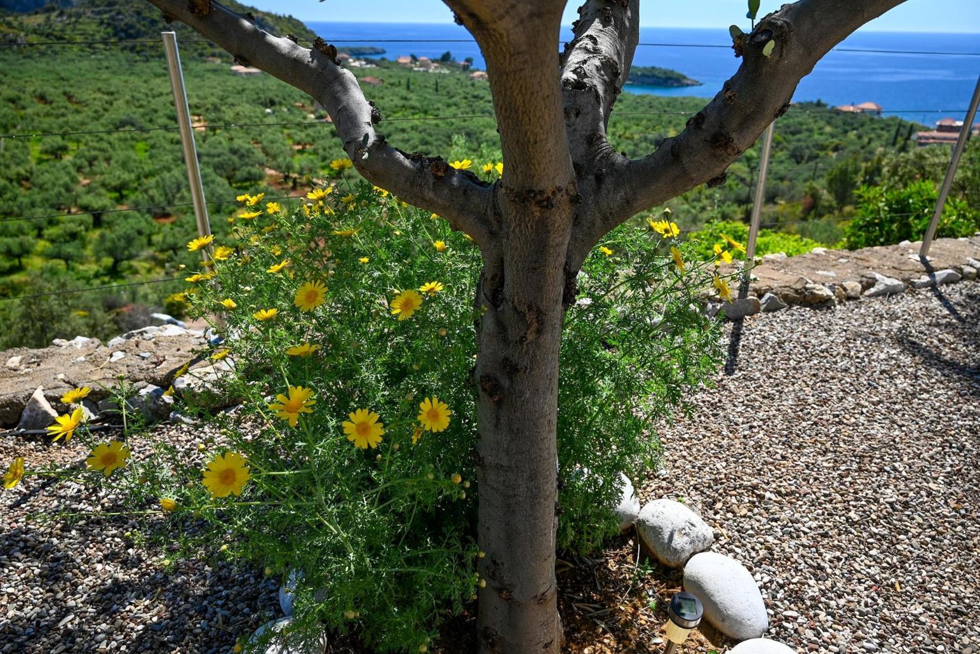 הוילה Athina'S Stone House In קרדמילי מראה חיצוני תמונה