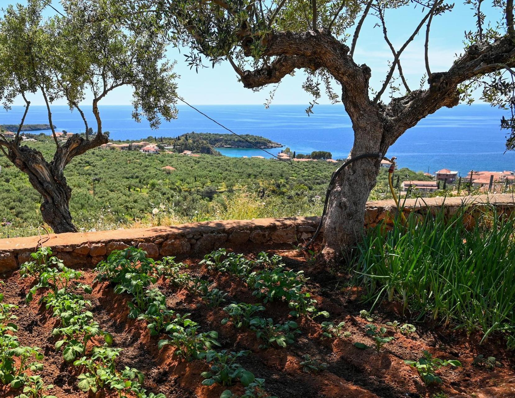 הוילה Athina'S Stone House In קרדמילי מראה חיצוני תמונה